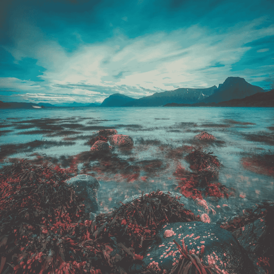 Benefits of Seaweed - The Complete A-Z Guide