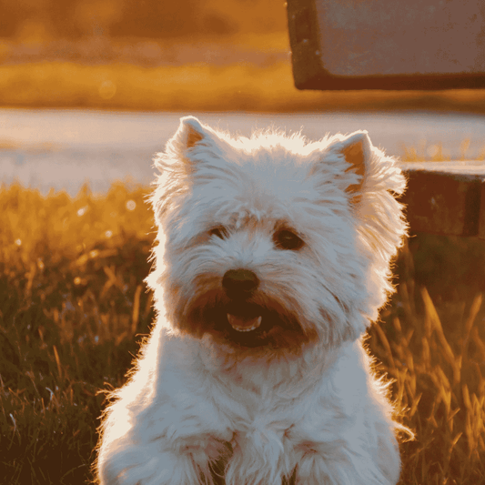 Seaweed Powder For Dogs