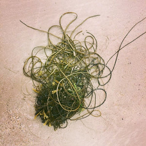 12 Health Benefits of Seaweed Powder for your skin and hair