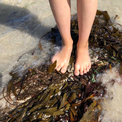 Aalgo Organic Atlantic Seaweed Skincare