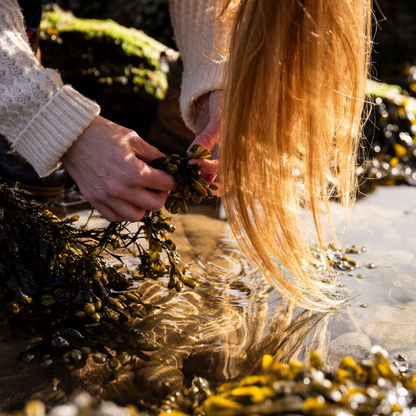 Aalgo Organic Atlantic Seaweed Skincare