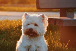 Seaweed Powder For Dogs